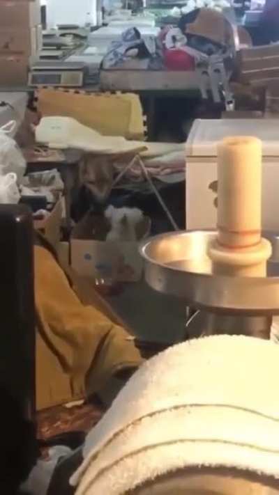 DJ Doggo