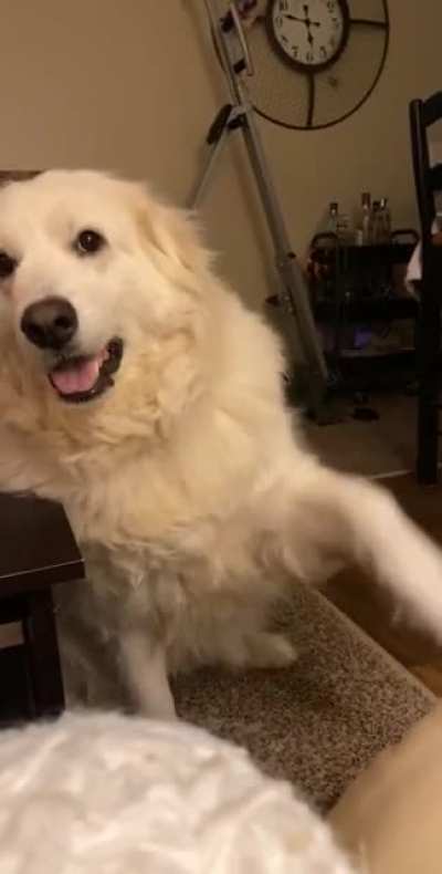 After years and countless hours of trying to train her, the only trick she&rsquo;s managed to retain is &ldquo;paw&rdquo;. So now whenever I eat she shows me each paw... repeatedly