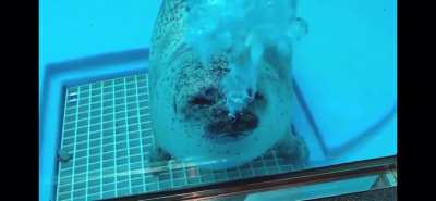 Blursed_Seal