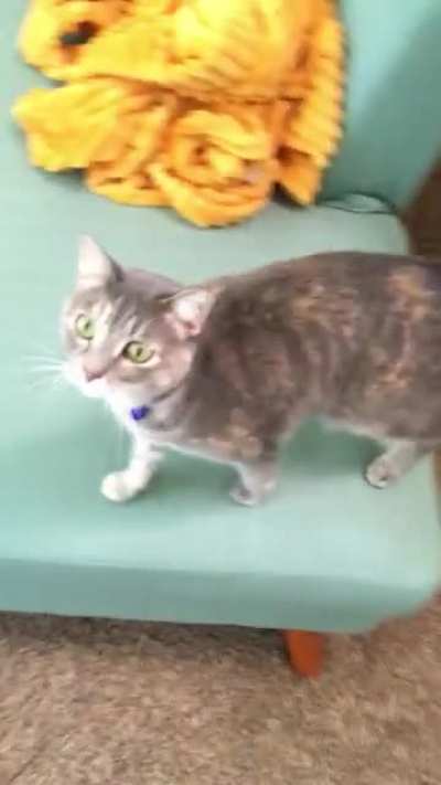 &ldquo;Hey dad, thanks for taking me home from the shelter and all, but just so you know I AM going to jump on your face again at 4am sharp. Love you!&rdquo;