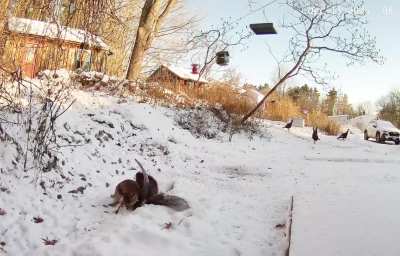 Bobby taking on a Turkey