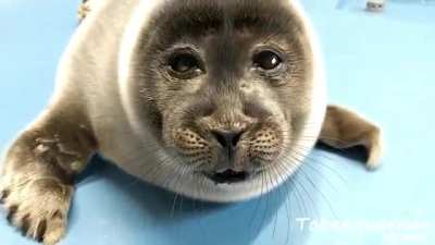 The original video of the "sad seal" (He was forced to eat cement when he was 6)