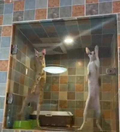 These Cats