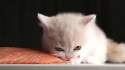 Eu 🐱 _nvr