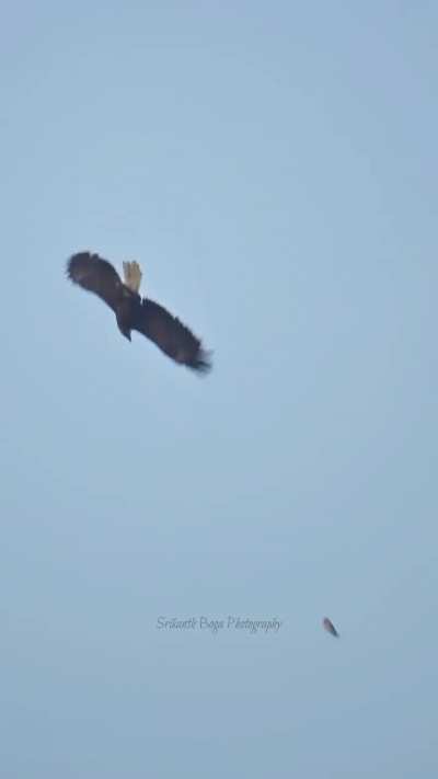 🔥Bald Eagle steals fish from Osprey and recovers it with super fast nose dive
