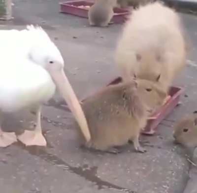 hmmmbirb
