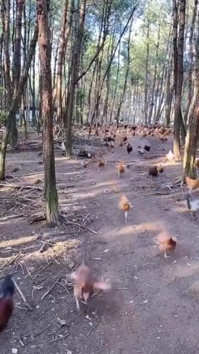 My birds need me!!