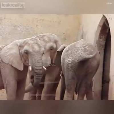 Elephant sticking its trunk up its friend&rsquo;s booty