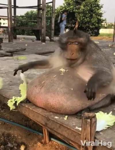 letis munky