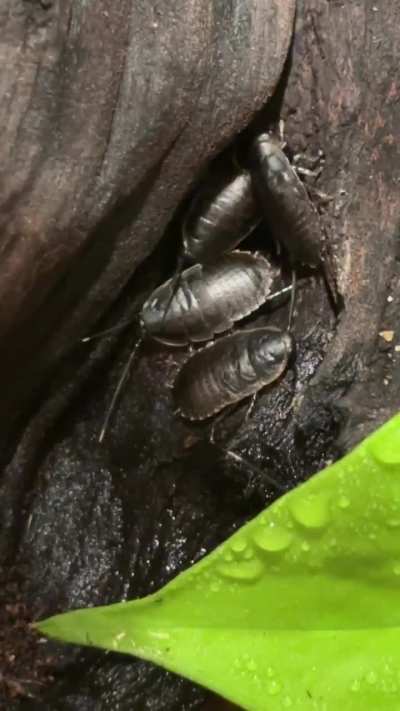 Hisser nymphs! :D