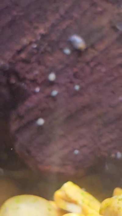 What are these tiny bugs in mystery snail tank? And the red orbs?
