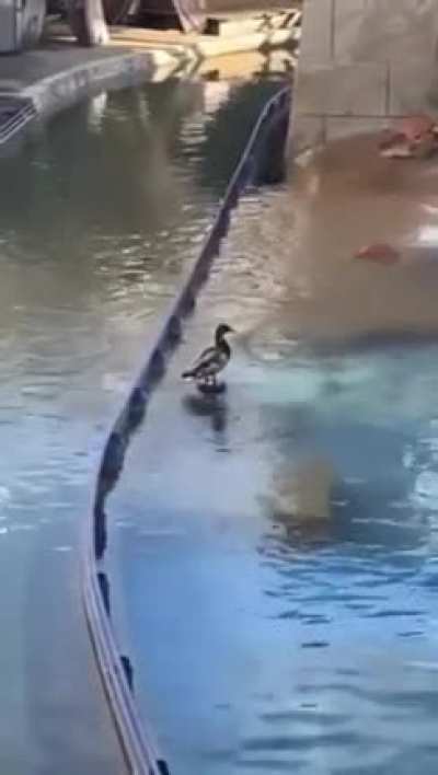 Duck