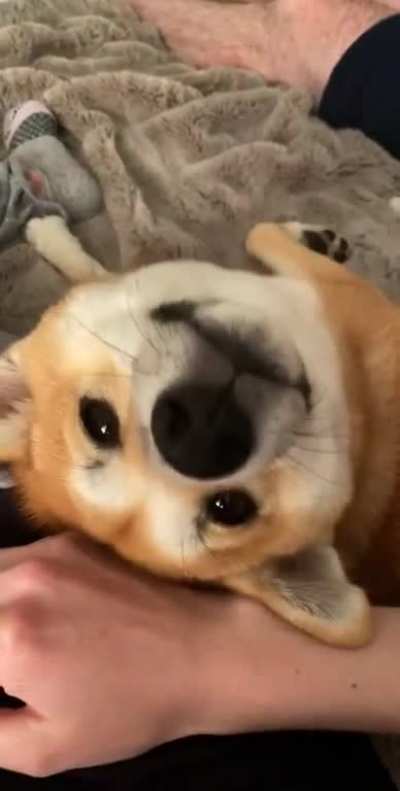Please resume the nighttime head scratchies