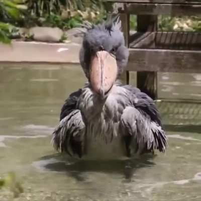 🔥 Shoebill