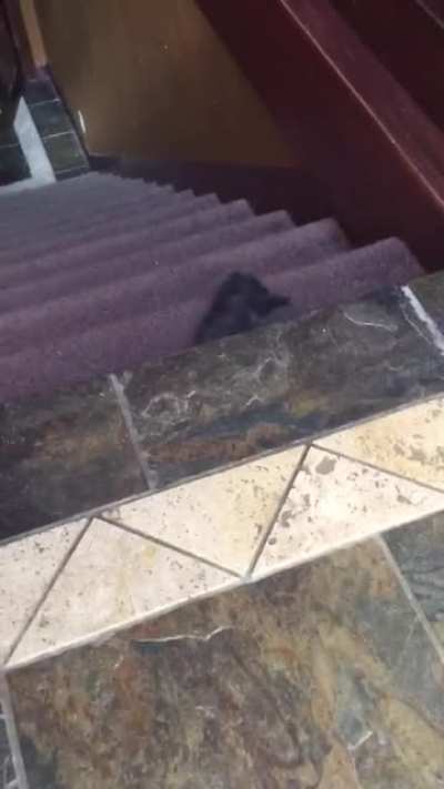 My grandma sent me a video of her new kitten that she found outside