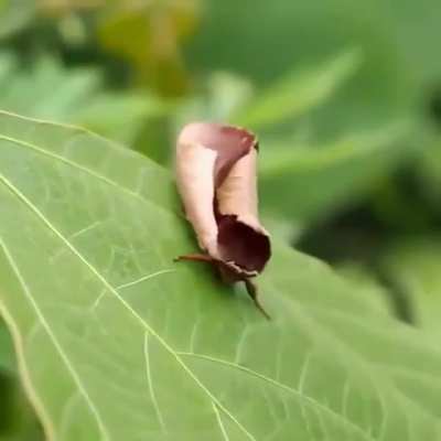 The fantastic dead leaf mimicry of the Uropyia meticulodina moth lets it hide in plain sight