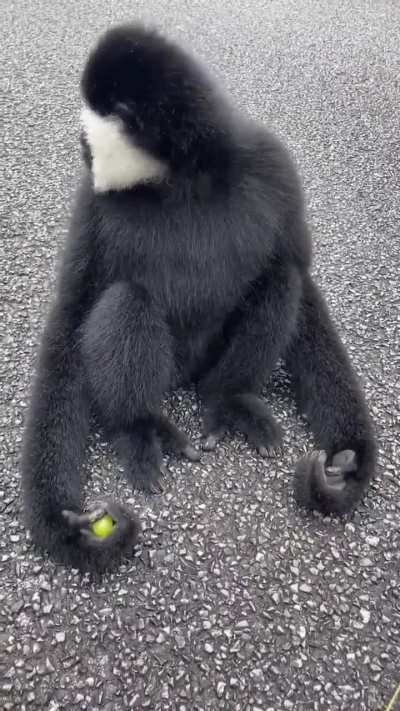 This guy just made monkey&rsquo;s day with some grapes