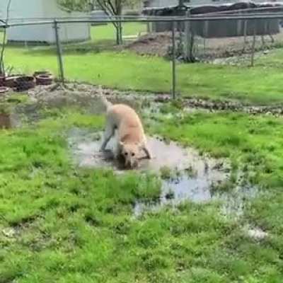 tippytaps