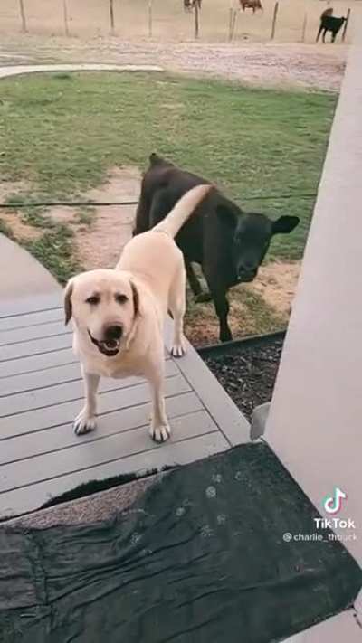 Can my friend come over and play?