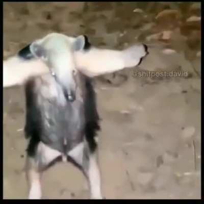 A video funny