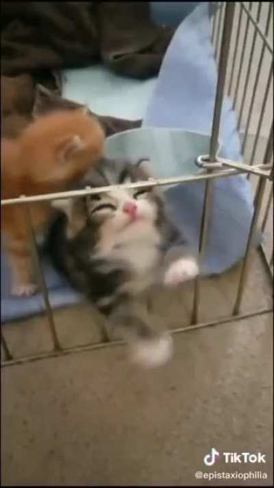DESPERATE PLEAS OF INNOCENCE