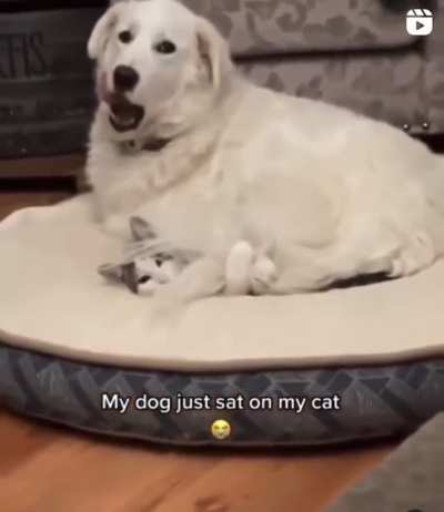 Kitty crushed doggy style