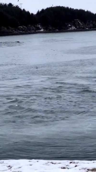 Killer whale scary close to shore