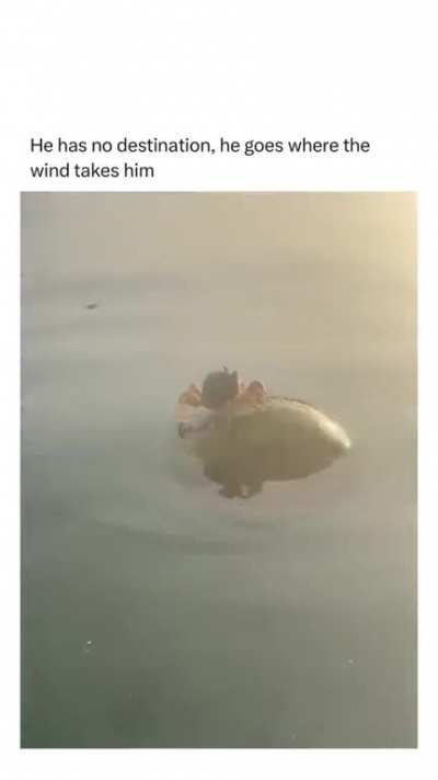 Go far, sailor
