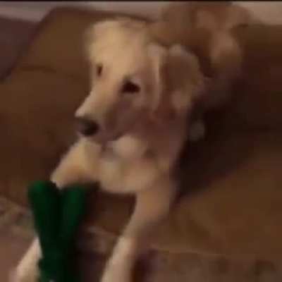 Disfar&ccedil;a-se do brinquedo favorito do seu cachorro, boa noite 👍