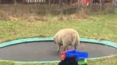 Yes this video of a sheep jumping on a trampoline has been shared here before but it&rsquo;s time to look at it again