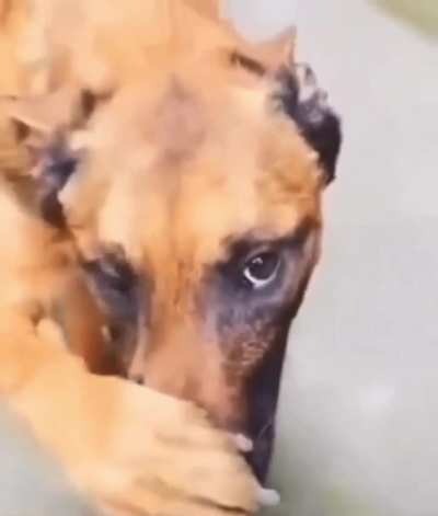 Me when I see a &ldquo;Casca enjoyed it&rdquo; person
