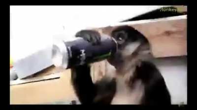 macaco e-grillz