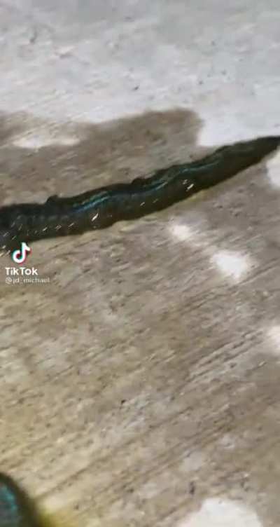 oq &eacute; isso nmrl?