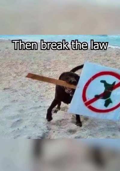 We finally know what da dog doin