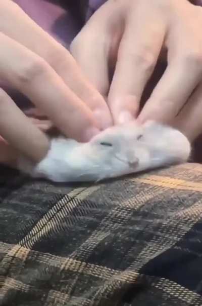 Hamster enjoys getting petted
