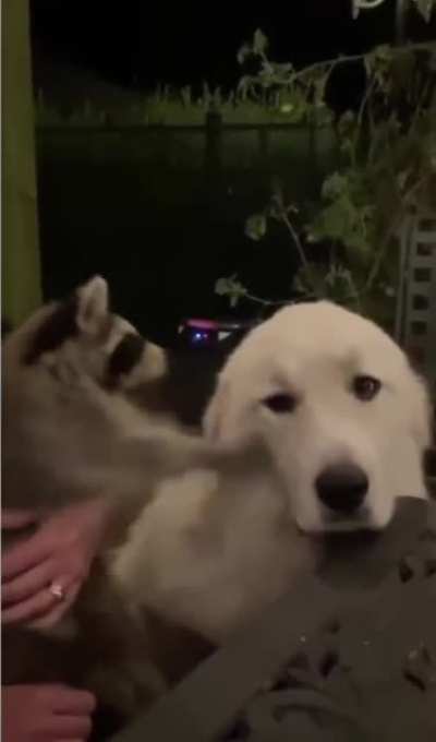 Gonna pet that dog