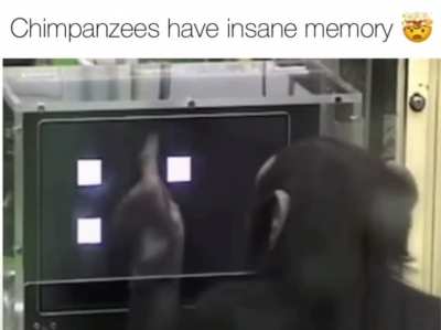 A.I. Or Chimpanzees ?
