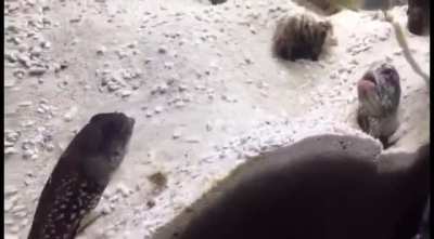 Fish having an argument