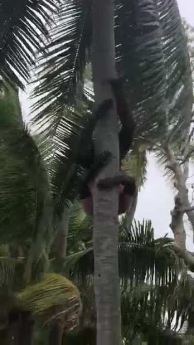 How Fijian&rsquo;s Climb Down Trees (OC)
