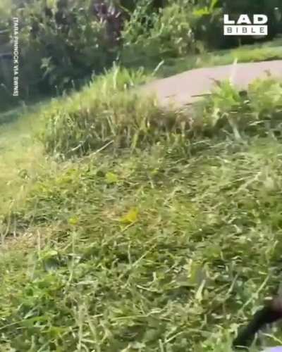 Mum trying to teach her puppy Dachshund to play fetch