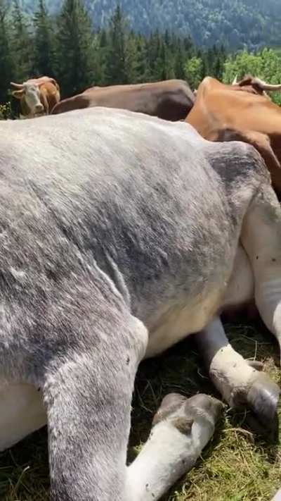 Cows just make me really happy!