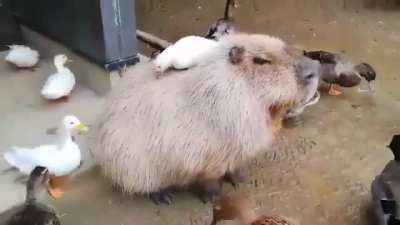 I'll take care of transport, you take care of grooming
