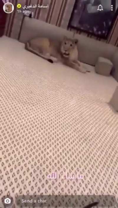 Animals go burr