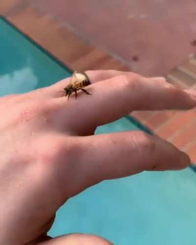 Bees good!