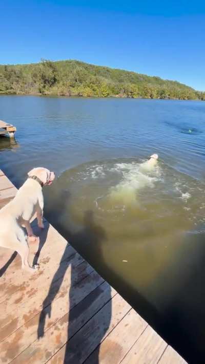 Just a couple fish Dogo&rsquo;s