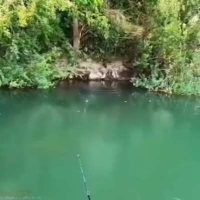 &ldquo;Wonder if I&rsquo;ll catch any fish today-OH MY GOD!&rdquo;