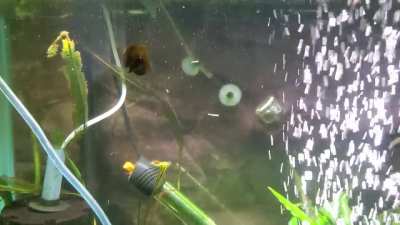 Bubble Launch