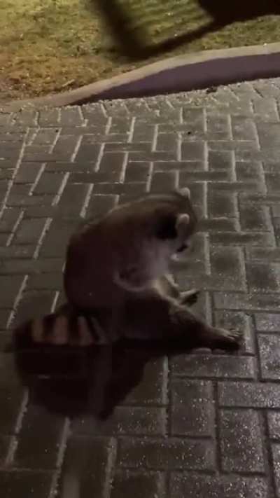 Trashpanda trying to catch snowflakes