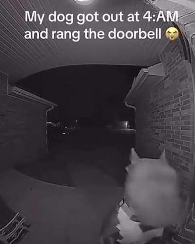 "yo I just bit the neighbor, open up" 