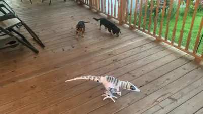 Don&rsquo;t know if this qualifies But they are idiots. Cute but still idiots